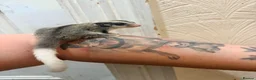 Sugar Glider rodents for sale:  Mosaic Male sugar glider  in Wolverhampton - Advert 1