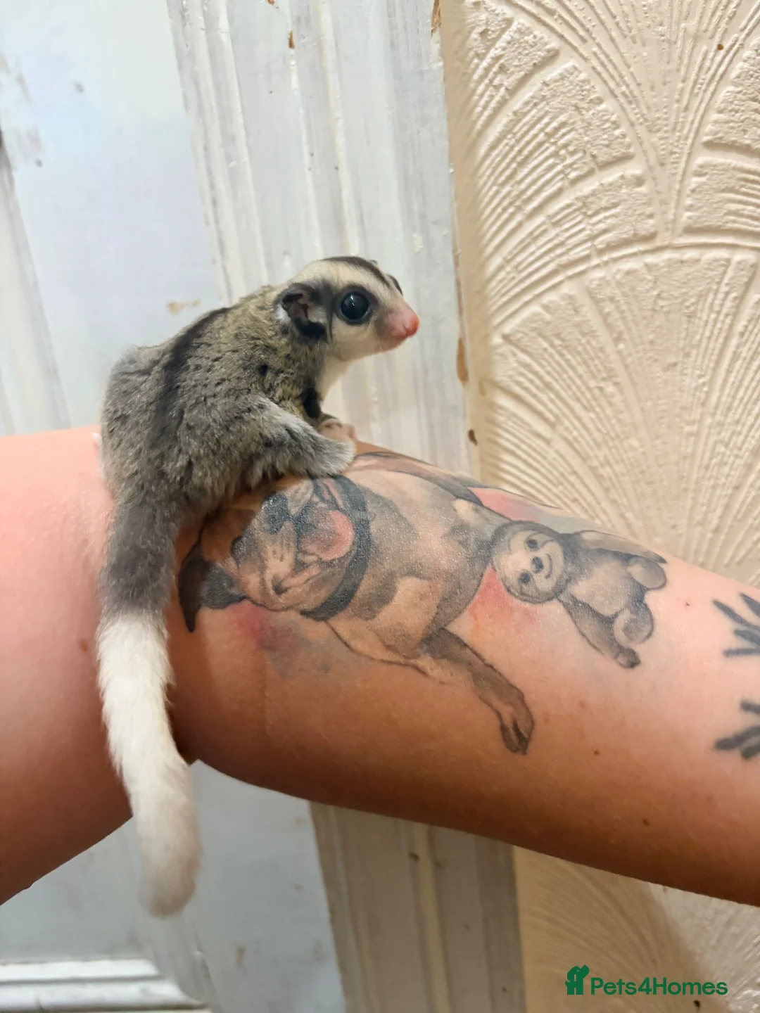 Sugar Glider rodents for sale:  Mosaic Male sugar glider  in Wolverhampton - Advert 1