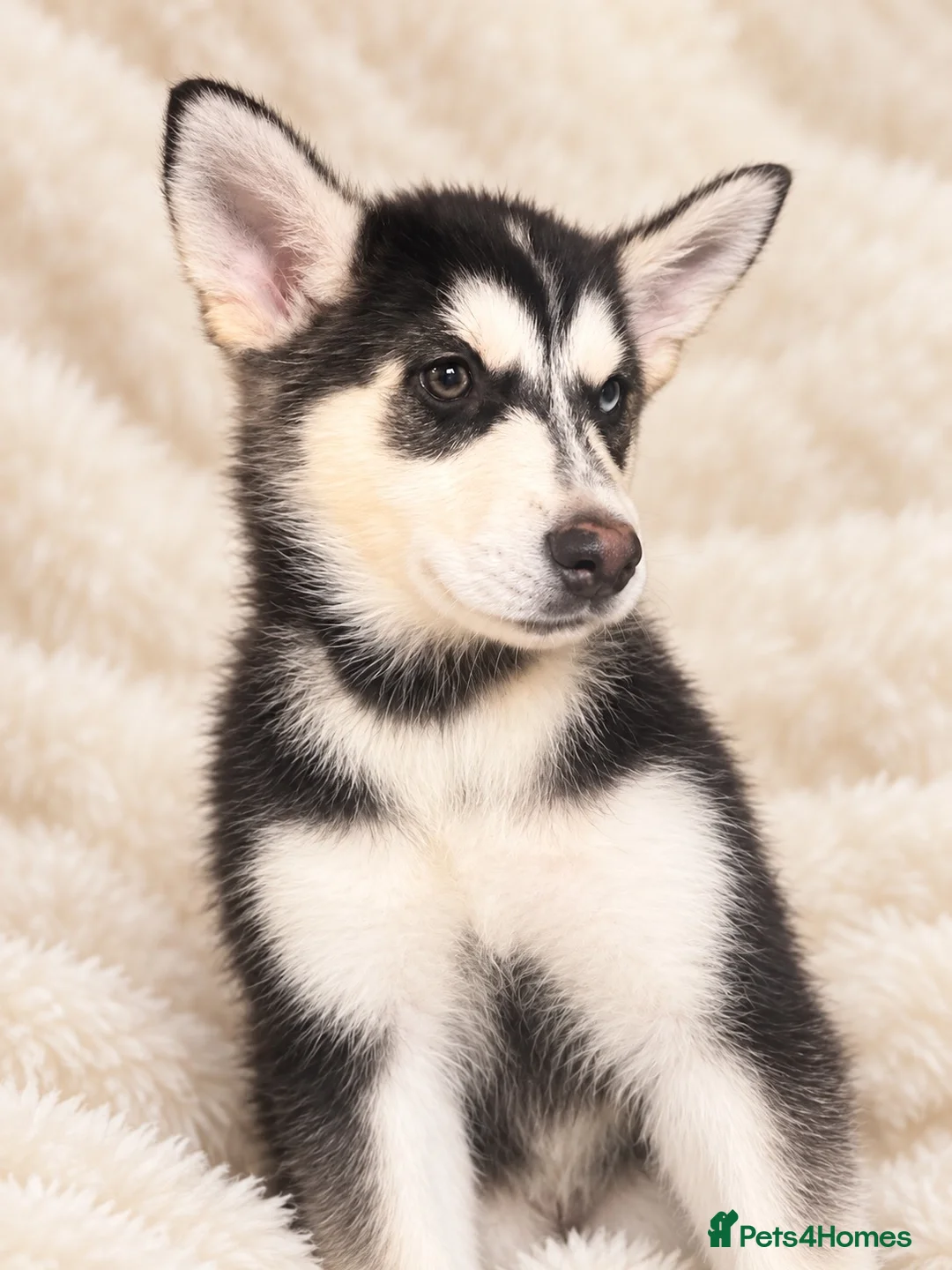 Siberian Husky dogs for sale: Stunning puppies ready to leave  - Advert 16