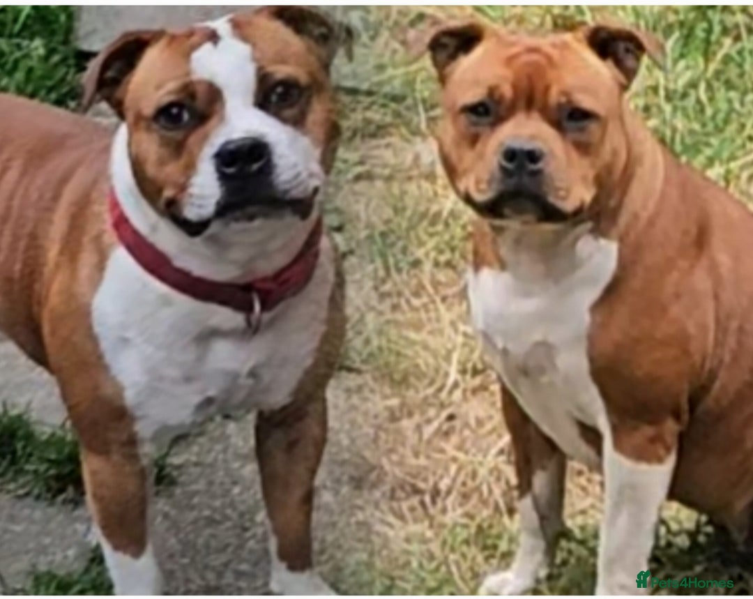 Staffordshire Bull Terrier dogs for sale: FUTURE RED PERFECTION KC PUPPIES - Image 5