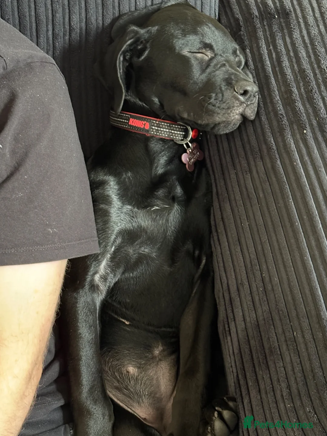 Mixed Breed dogs for sale: Bella  in Peterborough - Advert 2