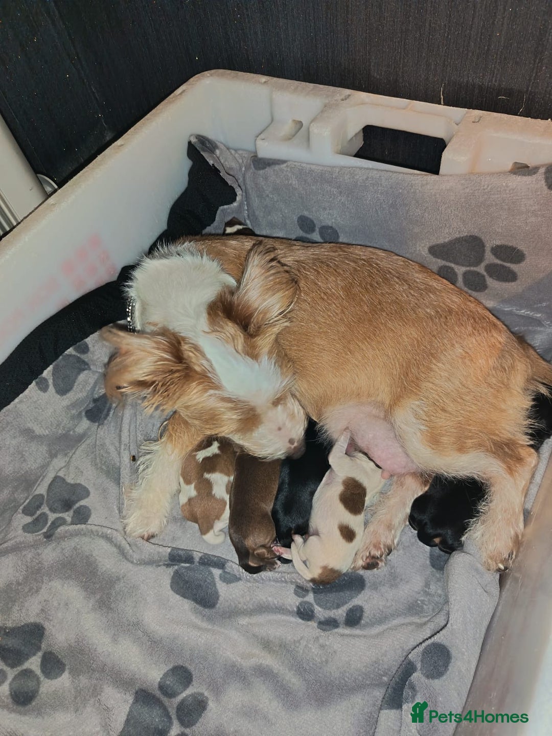 Mixed Breed dogs for sale: Jack Russell x chiweenie READY 16TH NOVEMBER £550 - Advert 5