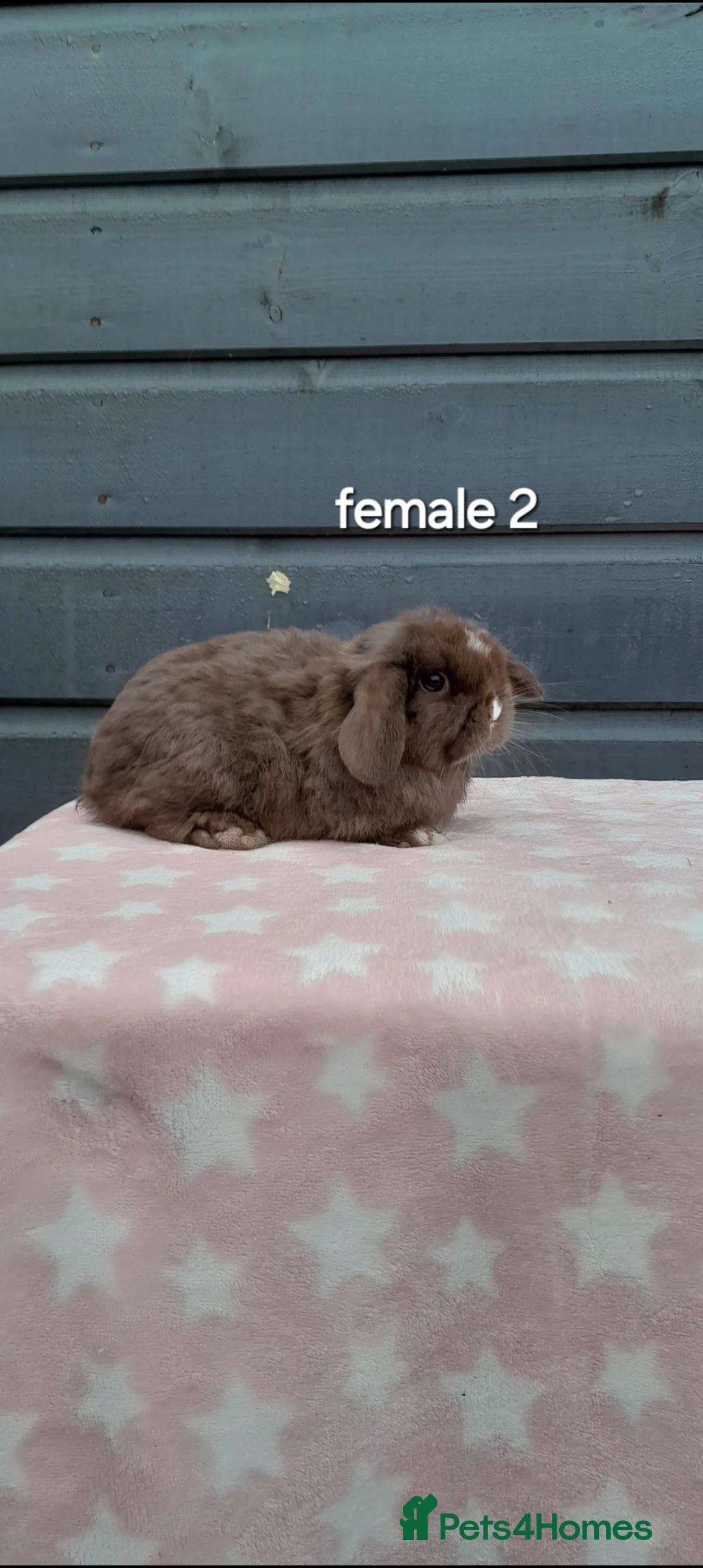 Mini Lop rabbits for sale: Purebred mini lop rabbits  - Advert 3