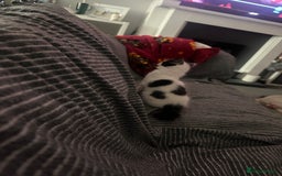 Mixed Breed cats for sale: One female white black kitten - Image 5