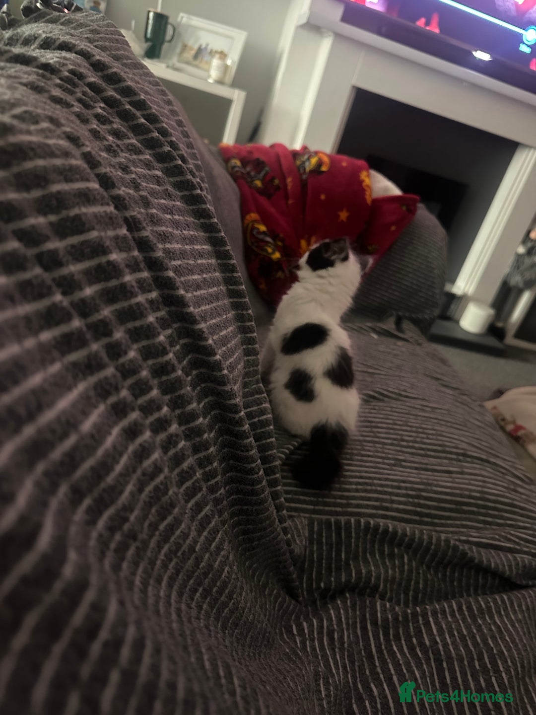 Mixed Breed cats for sale: One female white black kitten - Image 5