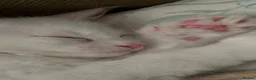 Maine Coon cats for sale: Beautiful White Maine Coon Kittens – Boy & Girl - Advert 9