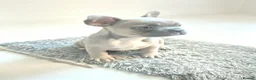 French Bulldog dogs for sale: French bulldog  - Advert 2