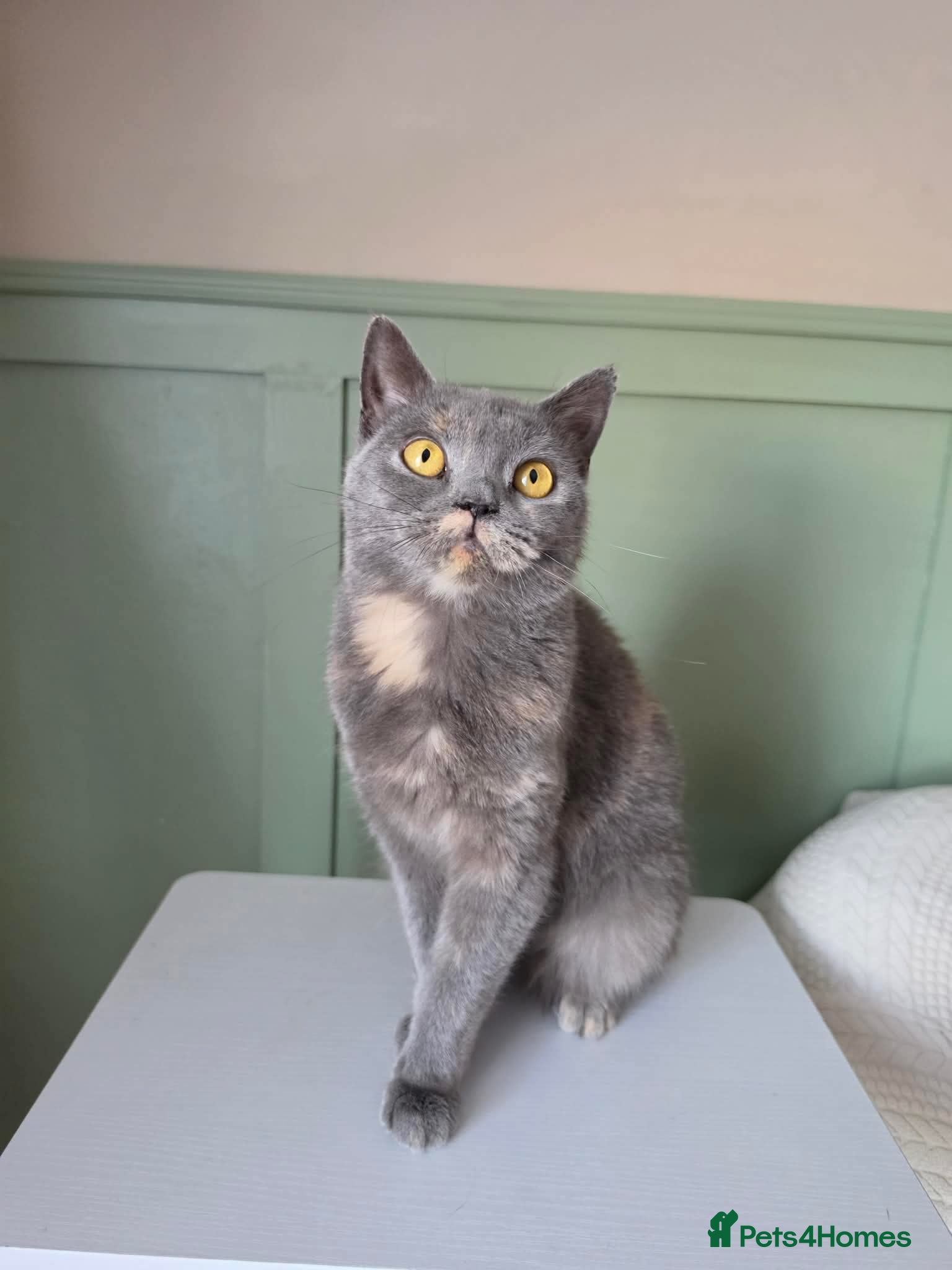 British Shorthair cats Beautiful ACTIVE Blue cream tortie  - Advert 18