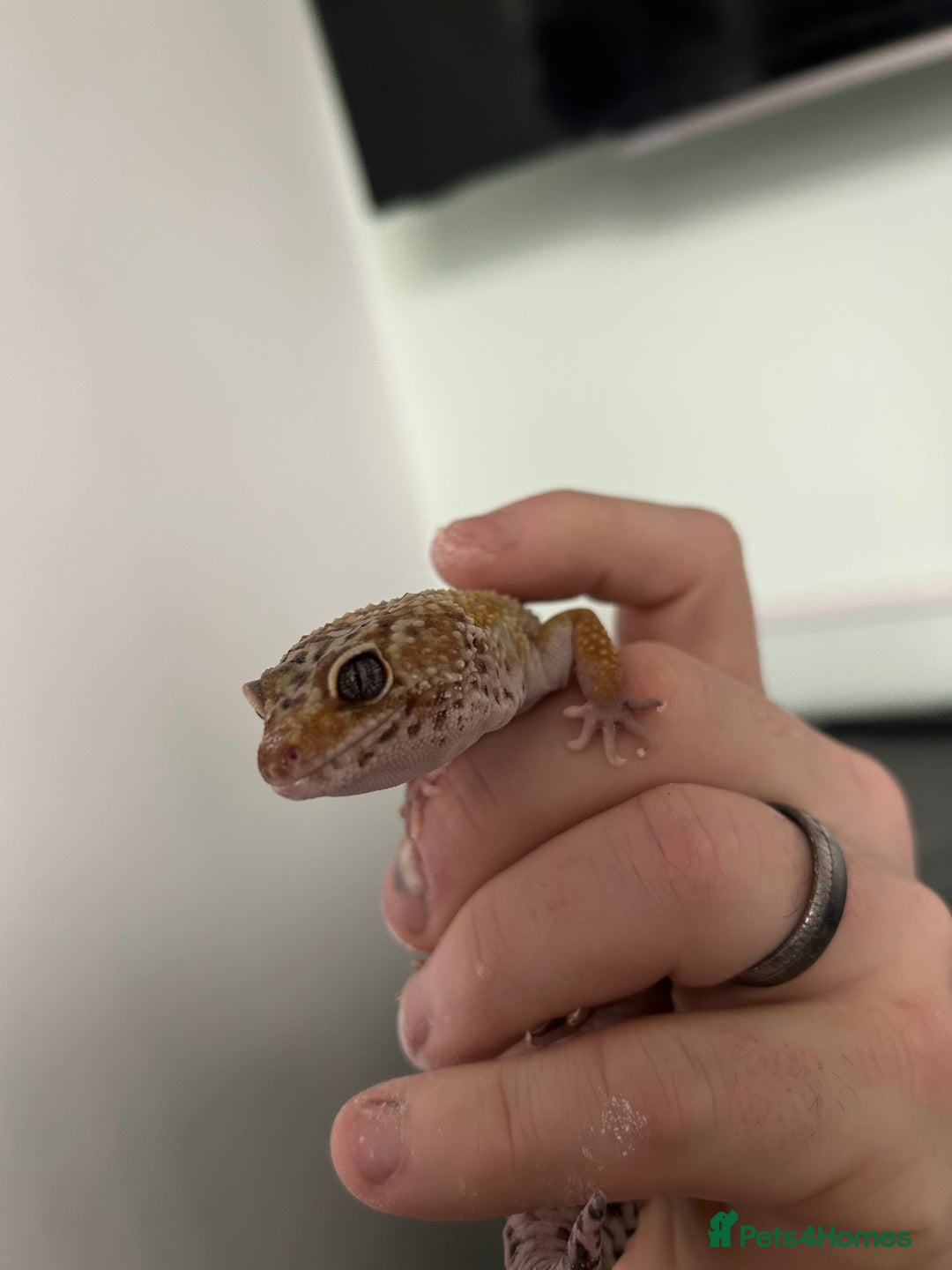 Leopard Gecko reptiles for sale: Friendly healthy Leopard Gecko  - Advert 3