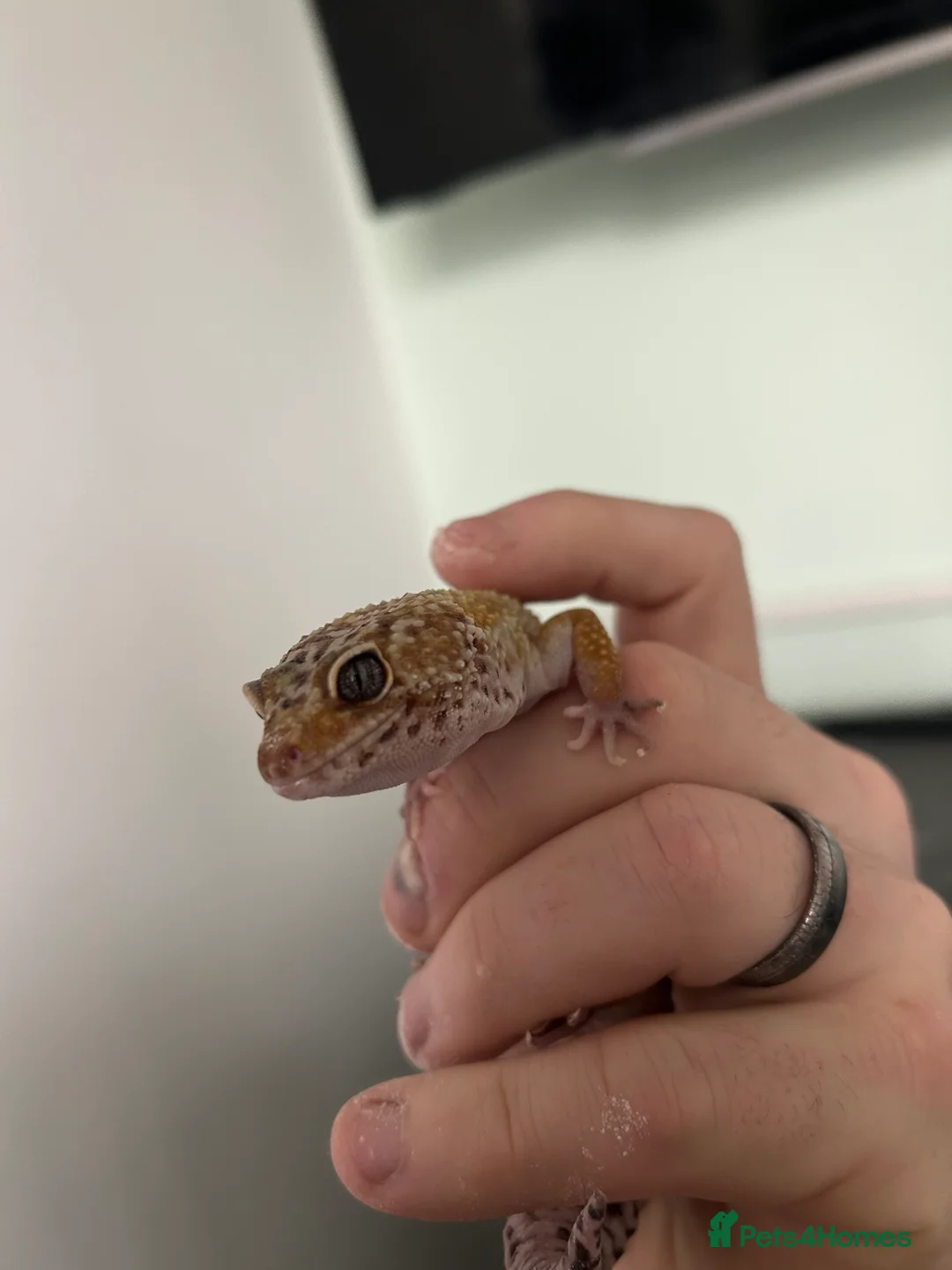 Leopard Gecko reptiles for sale: Friendly healthy Leopard Gecko  - Advert 3