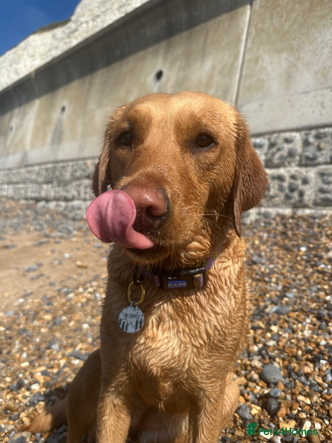 Labrador Retriever dogs for sale: Fox red Labrador puppies due end of November  - Advert 7