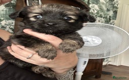 Mixed Breed dogs for sale: American cocker spaniel x Pomeranian  - Image 31