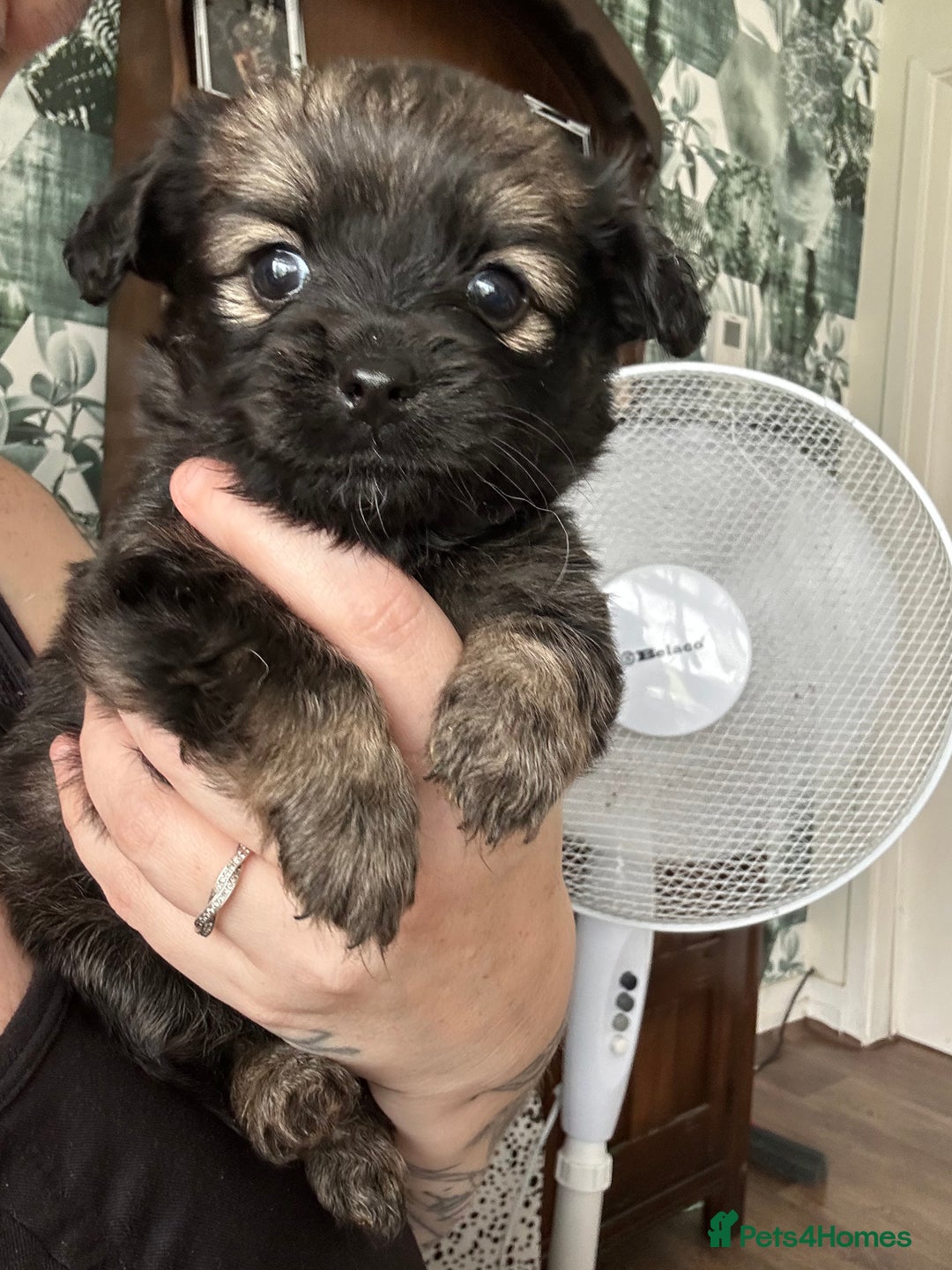 Mixed Breed dogs for sale: American cocker spaniel x Pomeranian  - Image 31