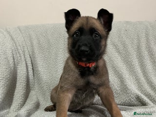 Belgian Shepherd Dog dogs - Advert 4