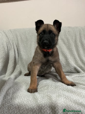 Belgian Shepherd Dog dogs - Advert 1