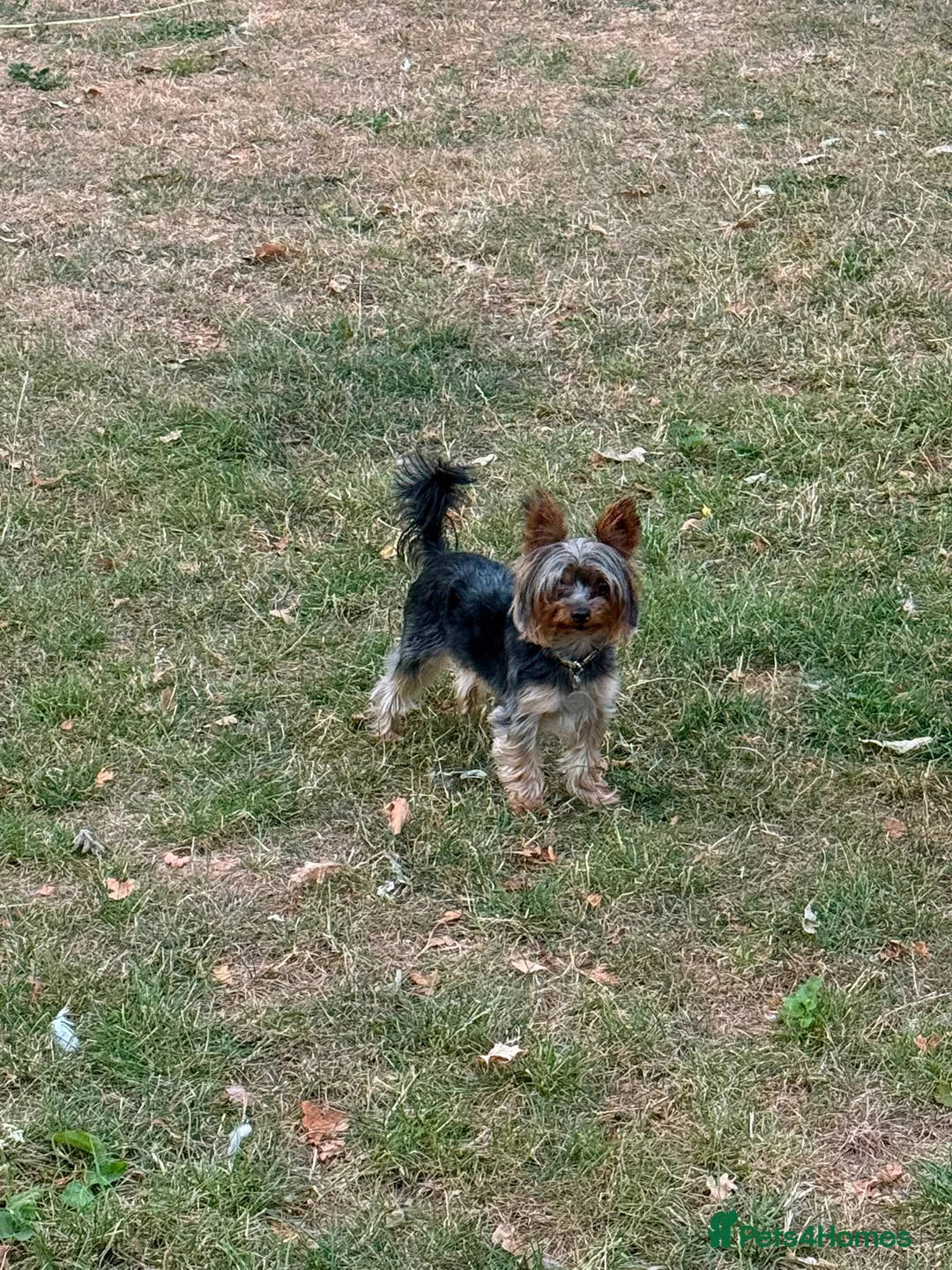 Yorkshire Terrier dogs for sale: Yorkshire terrier puppy  in Hemel Hempstead - Advert 8
