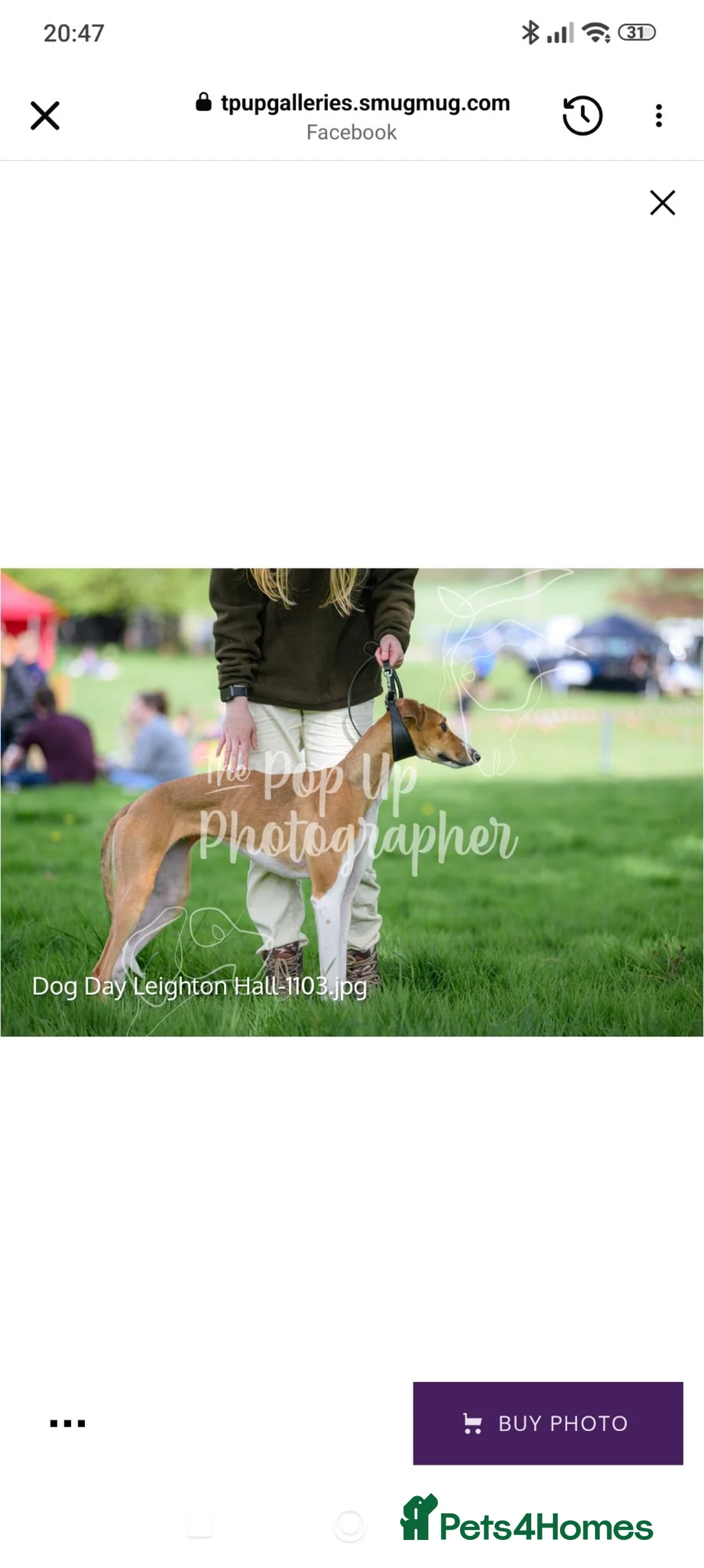 Mixed Breed dogs for sale: Saluki greyhound  in Stanley - Advert 1
