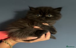 Persian cats for sale:  Persian Himalayan, blue point  - Image 7