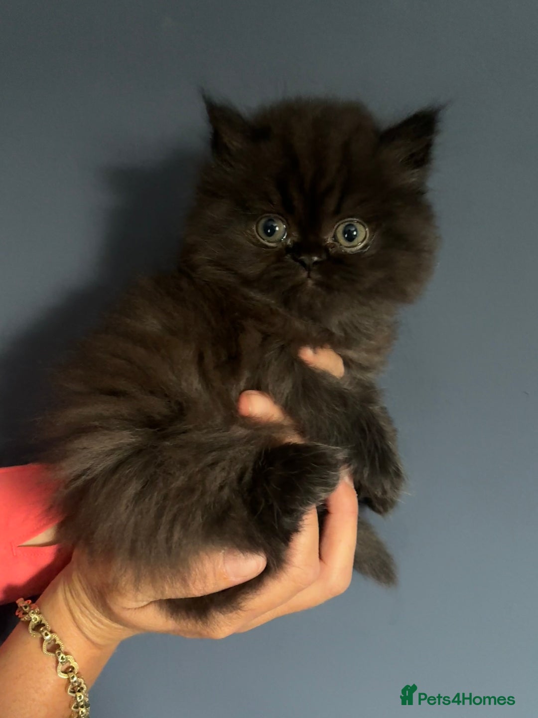 Persian cats for sale:  Persian Himalayan, blue point  - Image 7
