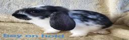 Mixed Breed rabbits for sale: French lop x mini lop - Advert 14
