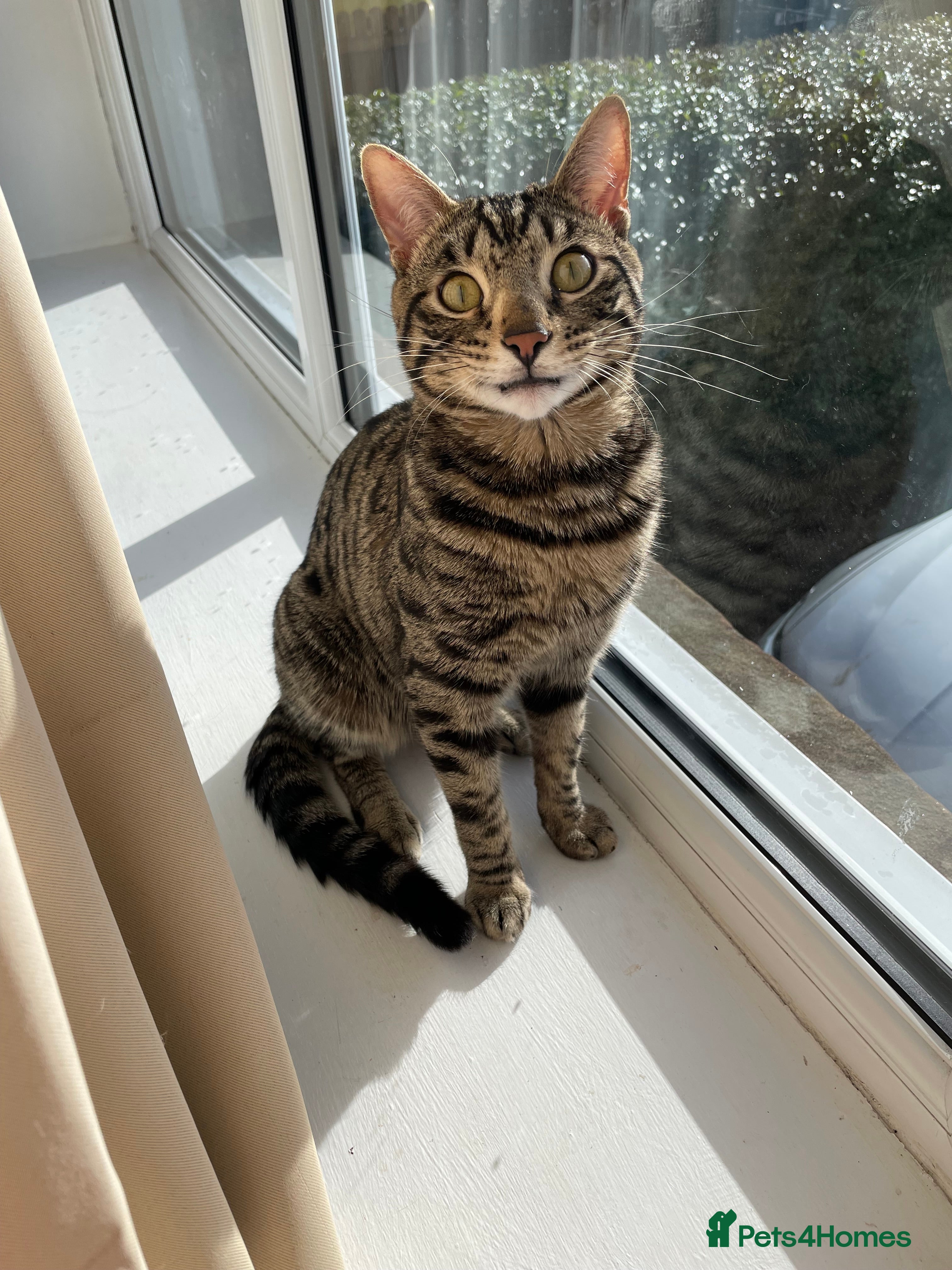 Mixed Breed cats Bengal cross male  - Advert 1