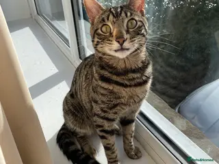 Mixed Breed cats Bengal cross male - Advert 1