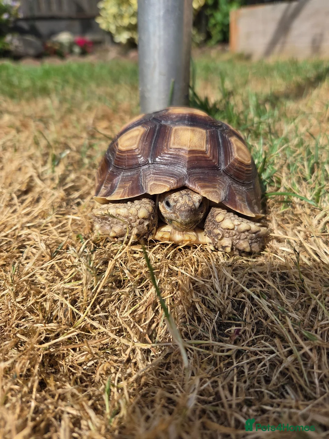 Tortoise reptiles for sale: Sulcata 1 year old in New Romney - Advert 6