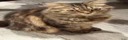 Mixed Breed cats for sale: Persian and tabby Ebony kitten in Birmingham - Advert 3