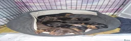Miniature Dachshund dogs for sale: Stunning litter of Dachshund  - Advert 6