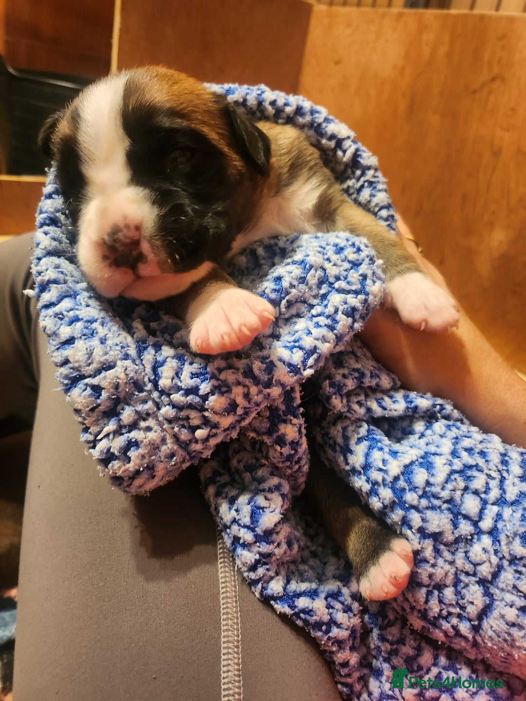 Boxer dogs for sale: 🌟KC REG BOBTAIL BOXER PUPS🌟 - Image 13