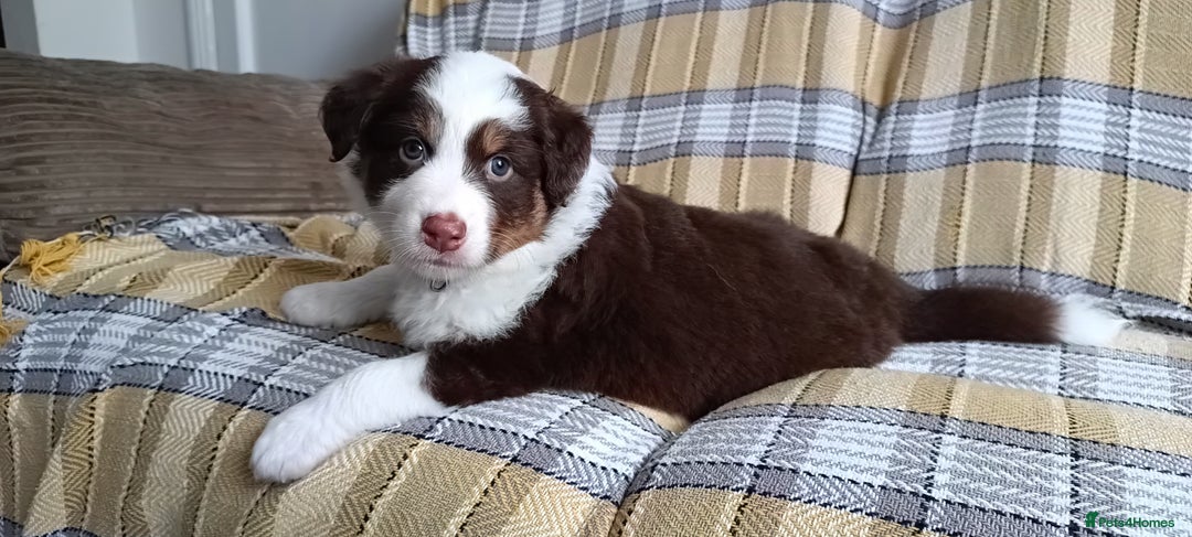 Australian Shepherd dogs for sale: Australian Shepherd puppies looking for new home in Peterborough - Image 22