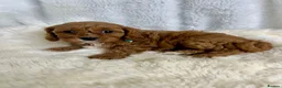 Cavapoo dogs for sale: ⭐ Top quality, health tested Toy Cavapoo babies ⭐ - Advert 10