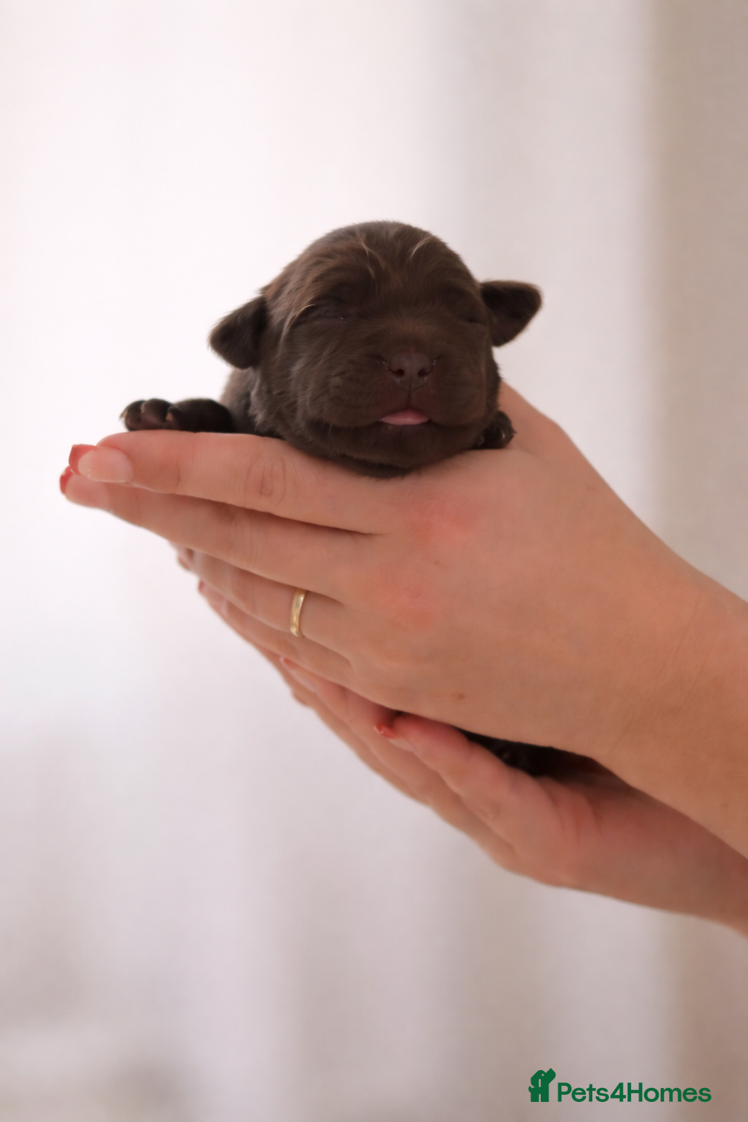 Labrador Retriever dogs for sale: Chocolate Labradors KC  - Advert 1