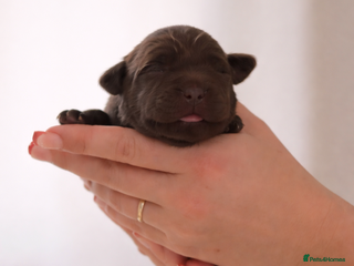 Labrador Retriever dogs Chocolate Labradors KC - Advert 14