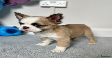 French Bulldog dogs - Advert 14