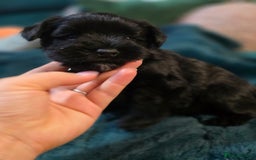 Miniature Schnauzer dogs for sale: 3 puppys left -KC - Miniature Schnauzer Puppies - Image 25