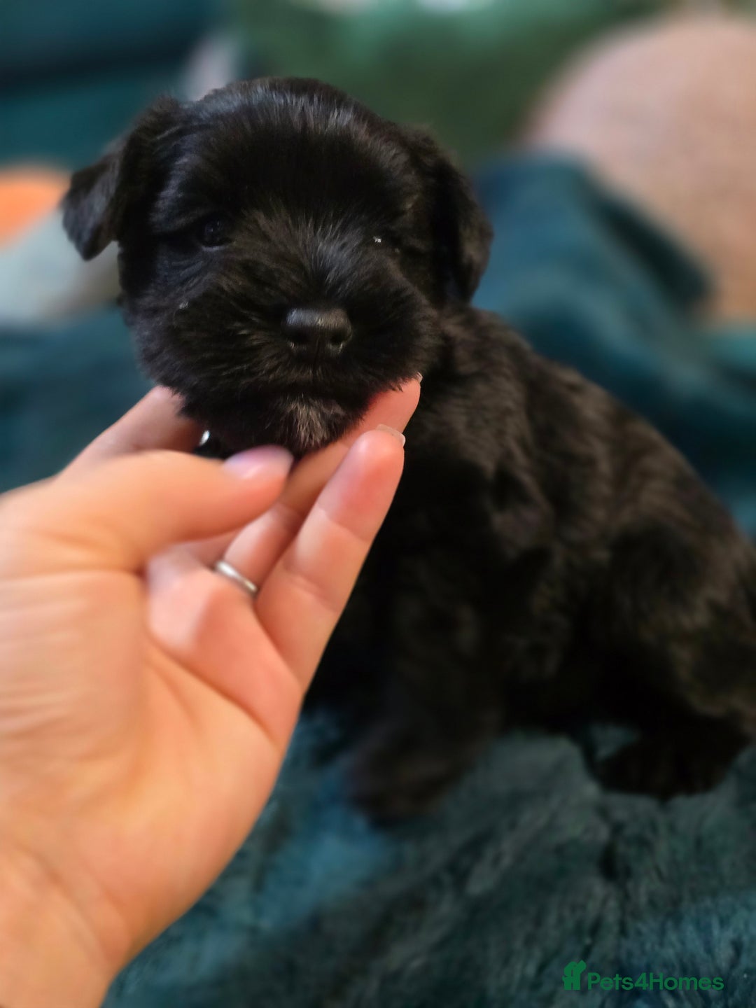 Miniature Schnauzer dogs for sale: 3 puppys left -KC - Miniature Schnauzer Puppies - Image 25