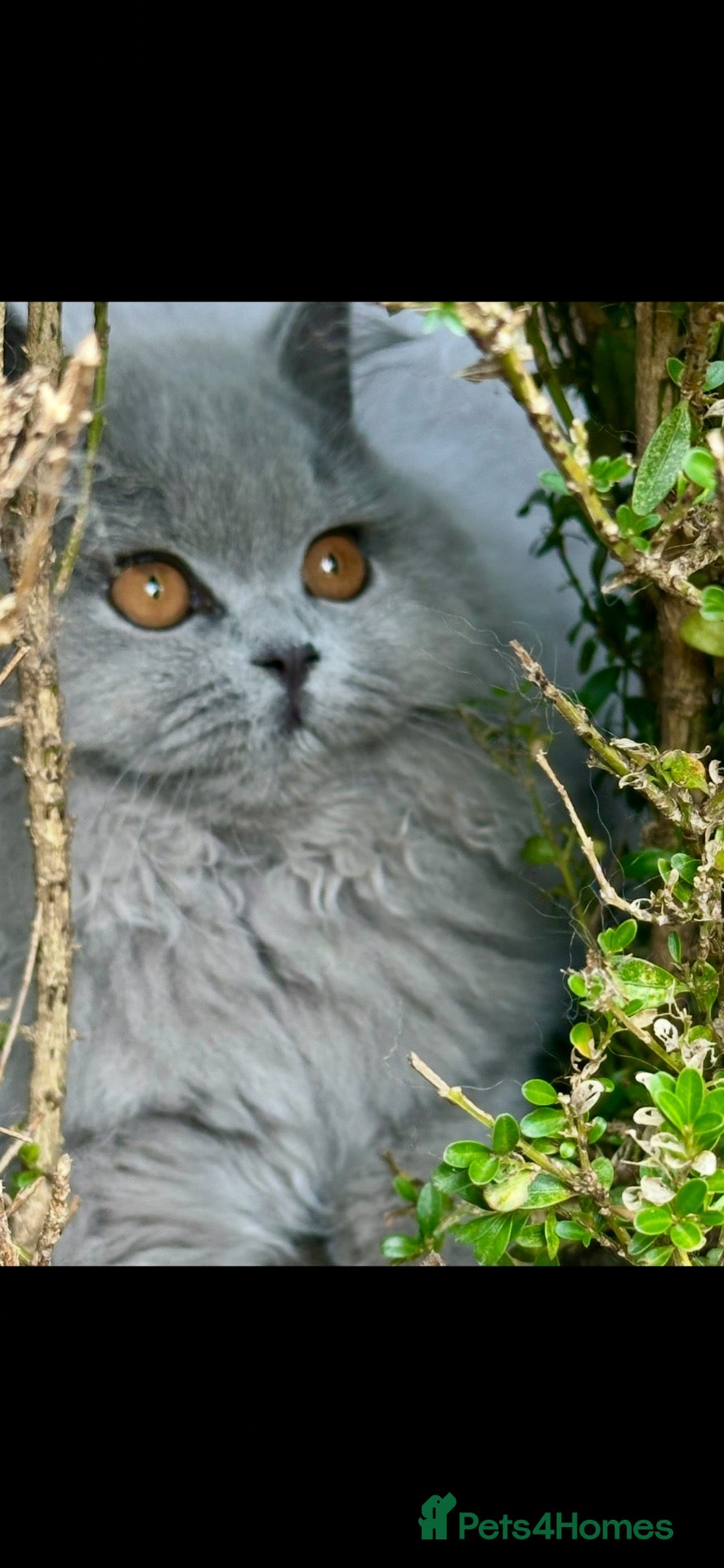 British Shorthair cats Two Remaining!  - Advert 2