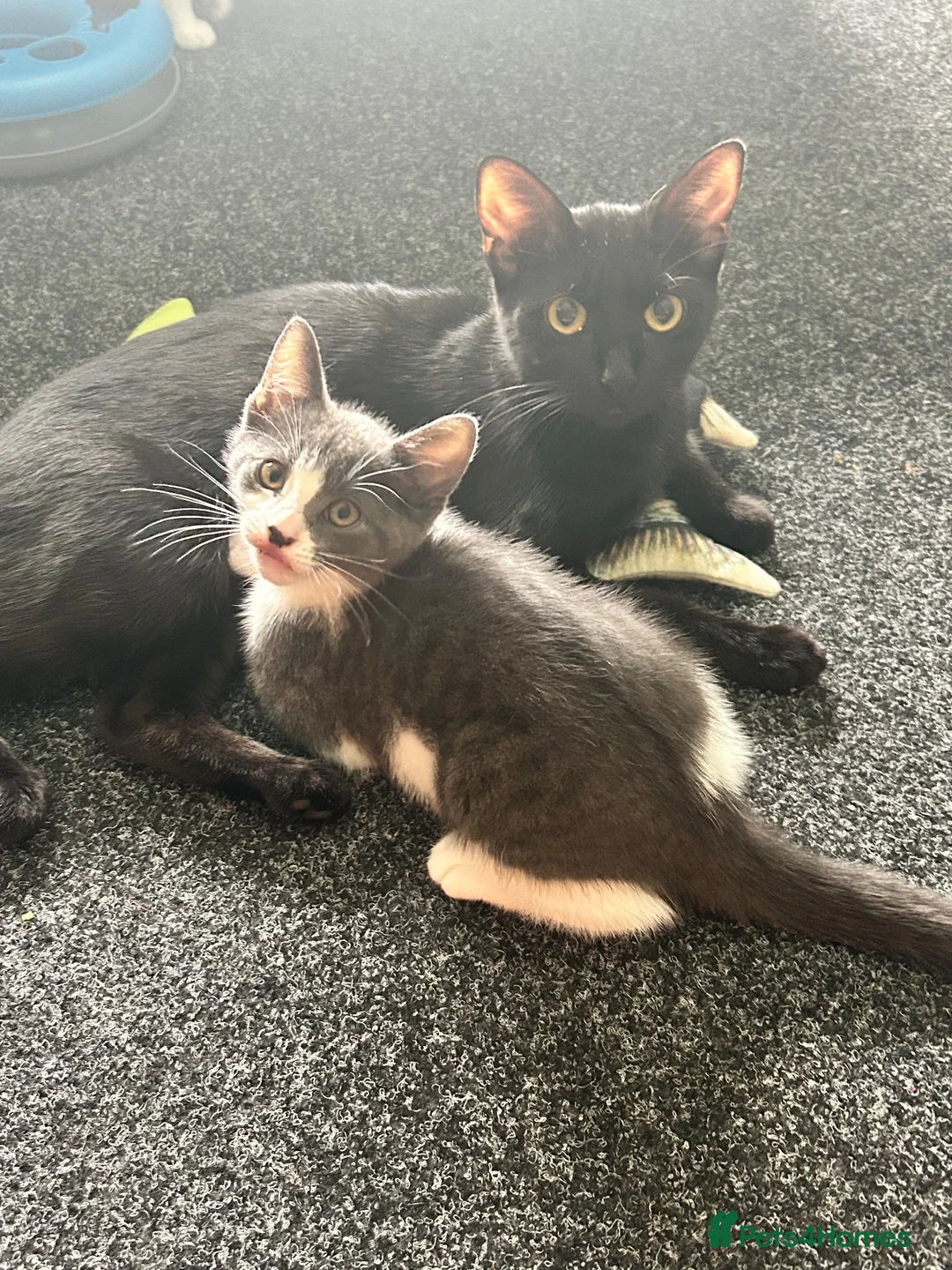 Mixed Breed cats for sale: 2 Beautiful female kittens ready to be rehomed  in Glasgow - Advert 1
