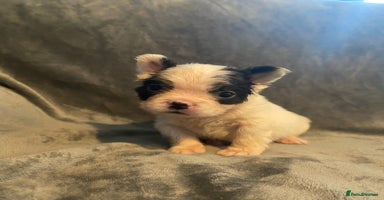French Bulldog dogs - Advert 5
