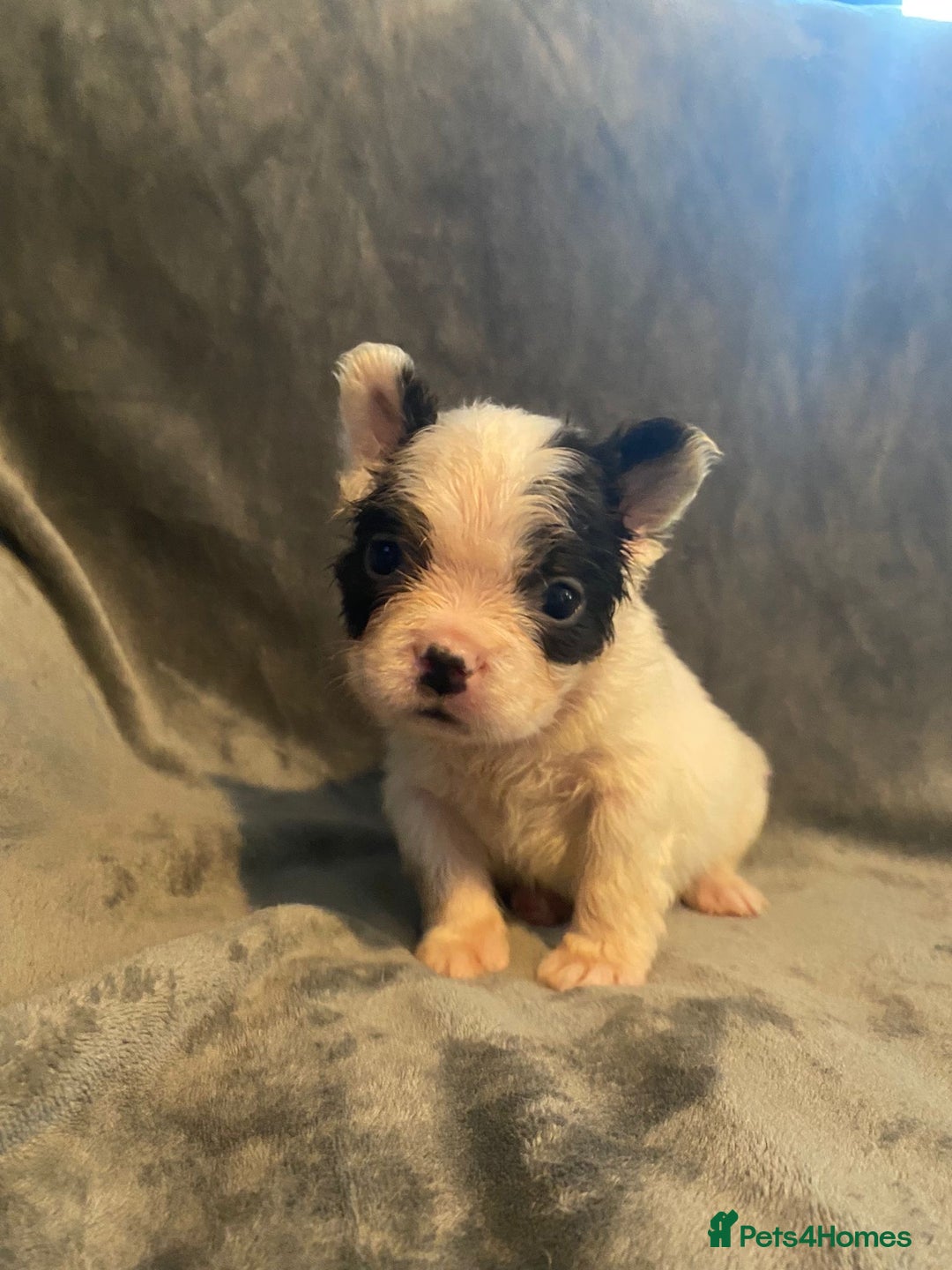 French Bulldog dogs for sale: 7 frenchies £500 to £800 each - Image 2