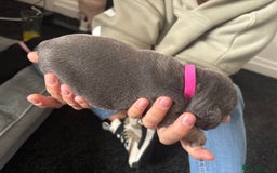 French Bulldog dogs for sale: Beautiful French bulldog puppies - Image 15