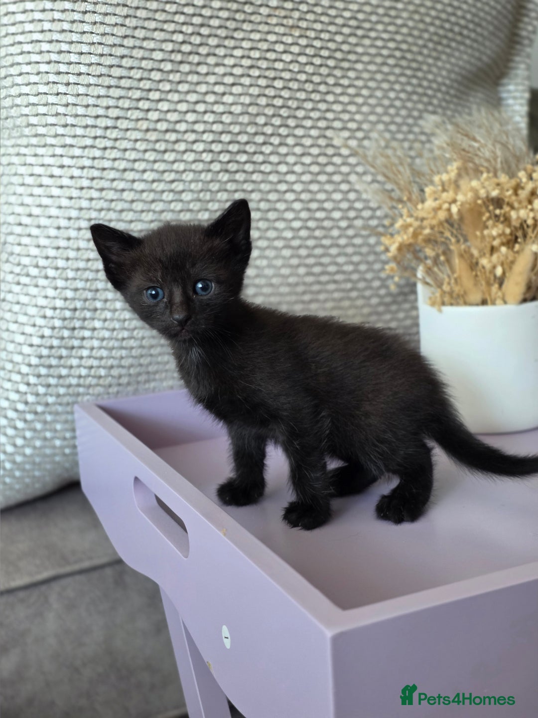 Mixed Breed cats for sale: Black kittens  - Image 4