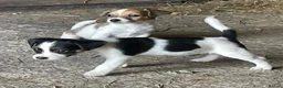 Jack Russell dogs for sale: READY NOW  JR pups  - Advert 6