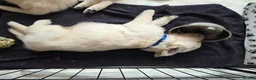 Golden Retriever dogs for sale: Only one male available KC Golden Retriever - Advert 15