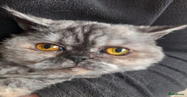 Selkirk Rex cats Tica registered pedigree selkirk rex kittens - Advert 5