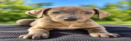 Saluki dogs for sale: 🐾 SALUKI × GREYHOUND PUPPIES - Advert 6