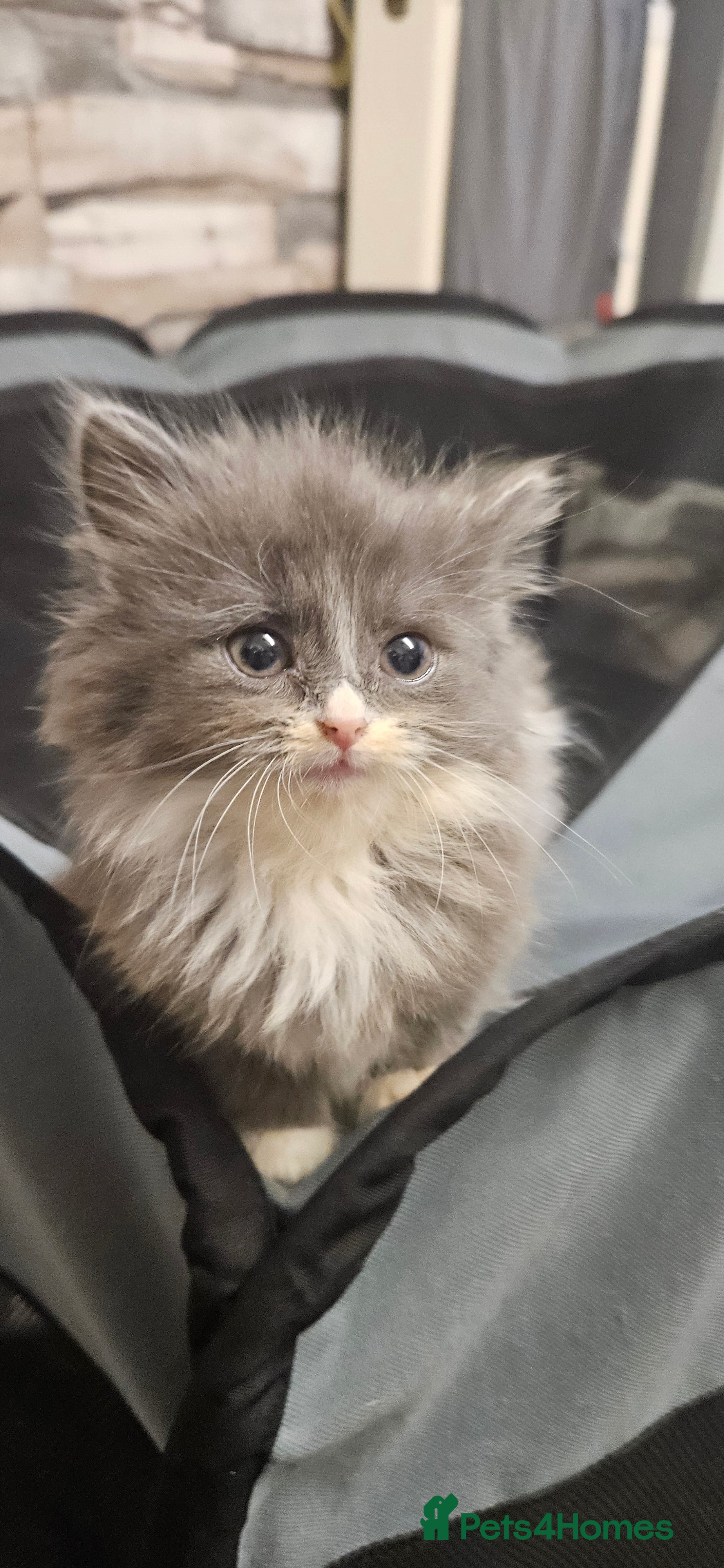 Mixed Breed cats Munchkin Kittens ready for their forever home - Advert 4