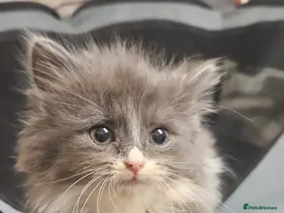 Mixed Breed cats Munchkin Kittens ready for their forever home - Advert 4