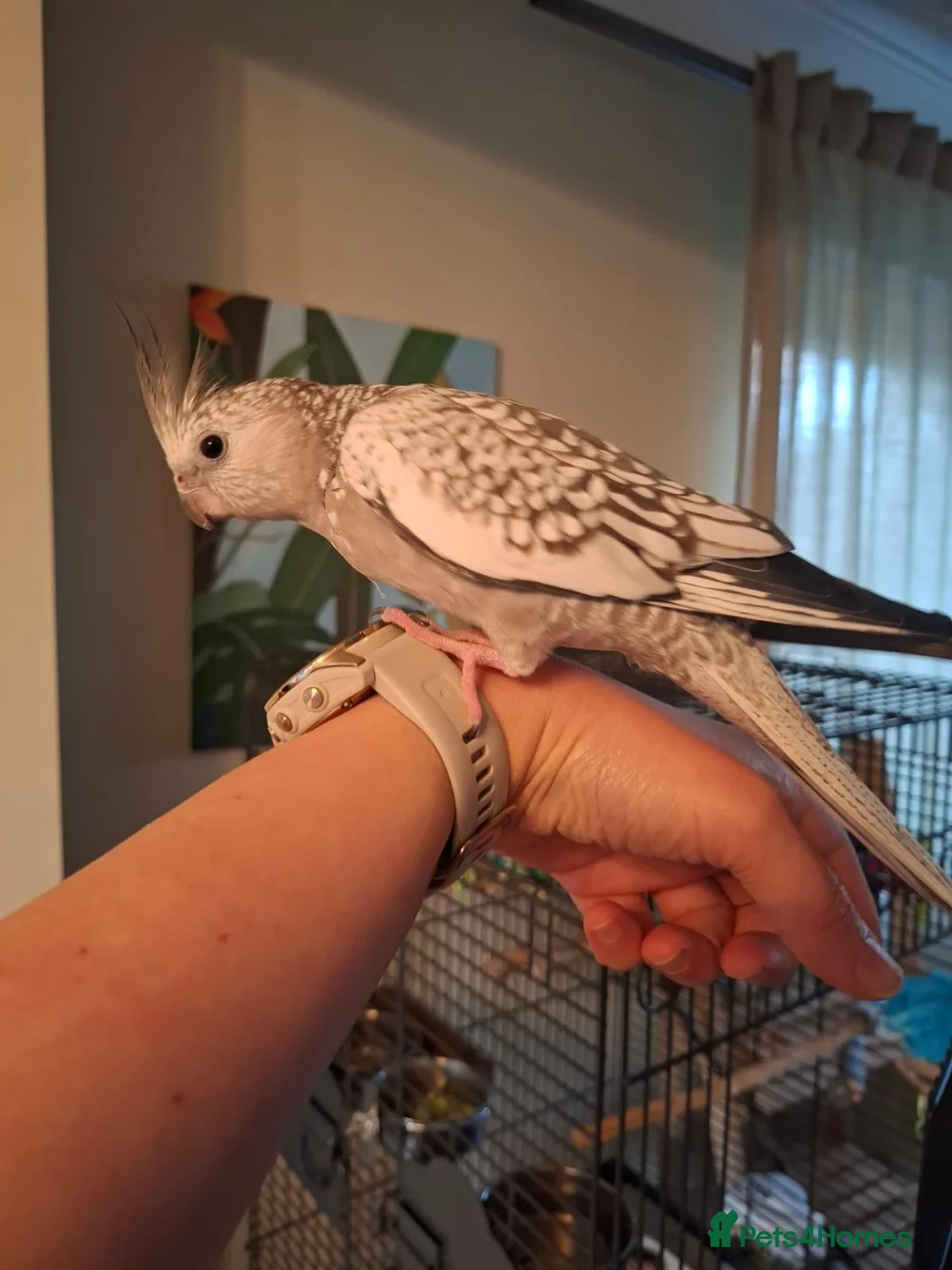 Cockatiels birds for sale: Female Pearl Whiteface Cockatiel - Advert 1